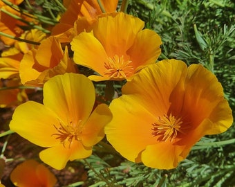 100+ semi di papavero arancione della California-B225-ESCHSCHOLZIA CALIFORNICA-Bellissimo annuale arancione brillante