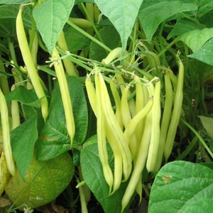 May include: A close-up of a bunch of yellow string beans hanging from a green bean plant. The beans are long and slender, and they are arranged in a cluster.