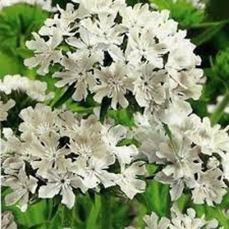 200 Lychnis Viscaria White Flower Seeds-Viscaria Splendens-White Lychnis Viscaria-Snowstar Viscaria-Attracts Butterflies Perennial-B794 image 3