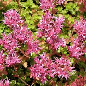 50+ Sedum Spurium Purple Carpet Seeds- Groundcover Sedum--C090-Spurium Coccineum