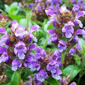 Könnte beinhalten: Nahaufnahme einer Gruppe von lila Wildblumen mit Tautropfen auf den Blütenblättern. Die Blüten sind in voller Blüte und haben ein zartes, weiches Aussehen.