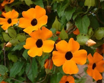 20+ Black Eyed Susan Thunbergia Blumensamen - Schöne Jährliche Rebe - Thunbergia Alata --- B157