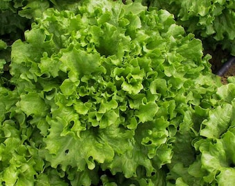 300+ Salad Bowl Lettuce Seeds-Green Lettuce- -A110-Lactuta Sativa- Organic (Non GMO) -Excellent flavor!