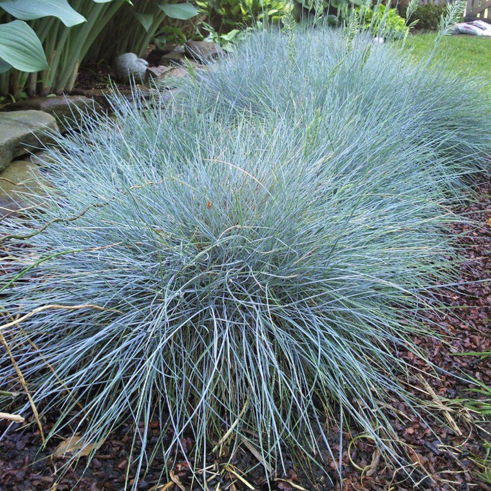 50 個以上のブルーフェスク草種子 - FESTUCA GLAUCA - 半常緑観賞用多年生植物 - G035 - Etsy 日本