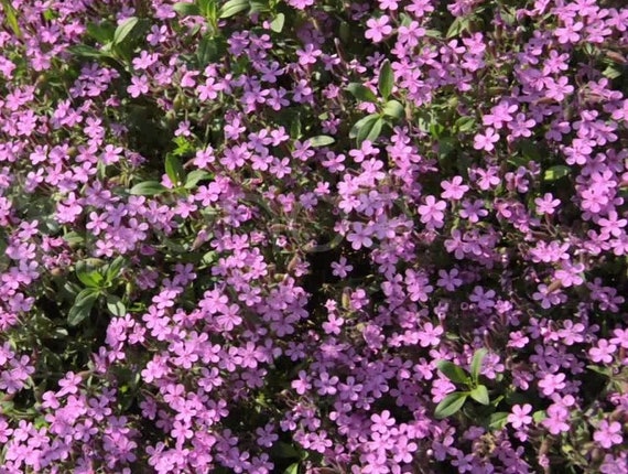 100 個以上のサポナリア ローズピンクの花の種子 - ロックソープワート