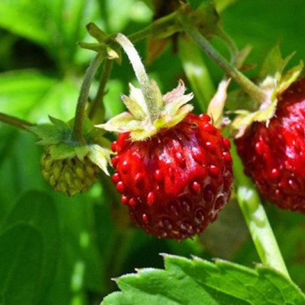 100+Organic Wild Strawberry Seeds- FRAGARIA VESCA -European Strawberry-Baron Strawberry-Woodland Strawberry- Sweet Perennial  Fruit--D022