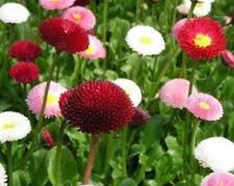 100+ English Daisy Mix Flower Seeds- Bellis Perennis English Daisy-Super Enorma-Bellis English Daisy Mix-Beautiful hardy Biennial--B449