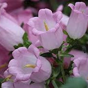 50 Rare Canterbury Bells Rose-Pink Flower Seeds-Campanula Medium-Cup and Saucer Rose-Pink Flower-Elegant Biennial Lovely Blooms-B454 image 1