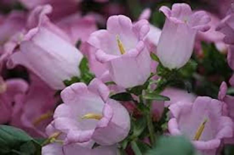 50 Rare Canterbury Bells Rose-Pink Flower Seeds-Campanula Medium-Cup and Saucer Rose-Pink Flower-Elegant Biennial Lovely Blooms-B454 image 1