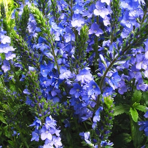 50 Veronica Teucrium Flower Seeds Royal Blue Speedwell-Austriaca-B262-Saw-leaved speedwell-Austrian speedwell Hungarian speedwell image 1