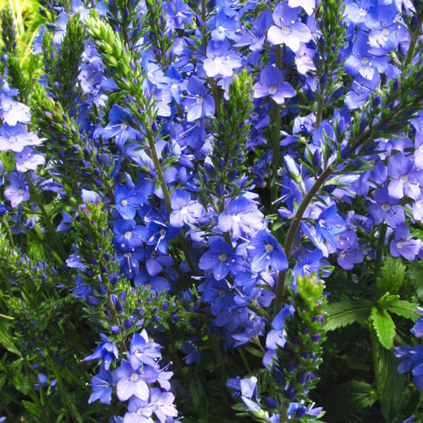 50+ Veronica Teucrium Flower Seeds- Royal Blue Speedwell-Austriaca-B262-Saw-leaved speedwell-Austrian speedwell - Hungarian speedwell