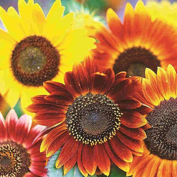 50+ Mix Autumn Beauty Sunflower Seeds-b230-- Attractive to