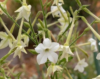 Puede incluir: Primer plano de flores de tabaco blancas floreciendo en un tallo verde. Las flores tienen cinco pétalos y están dispuestas en racimos.