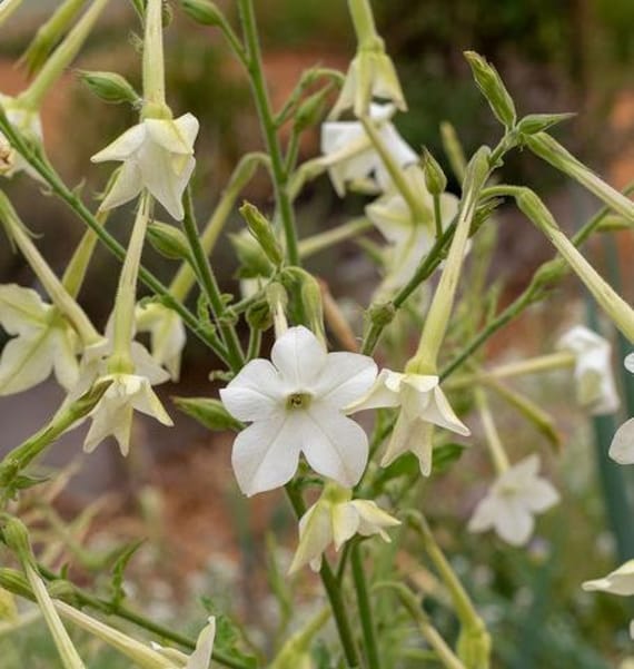 500+ Nicotiana Tobacco Seeds-- Flowering Jasmine Tobacco--nicotiana Alata-perfect  Fragrance-great Annual-b632