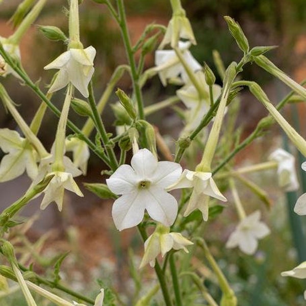 Más de 500 semillas de tabaco Nicotiana--Tabaco de jazmín floreciente--NICOTIANA ALATA-Fragancia perfecta-Gran anual-B632