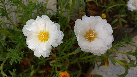 Semi Di Rosa Muschio (Portulaca Grandiflora) - 10.000 Semi Premium Per Giardino Fiorito - Foto 6