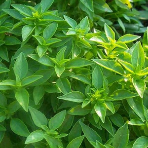 May include: A close-up of a lush green basil plant with vibrant leaves. The plant is full and healthy, with many leaves growing in a dense cluster.
