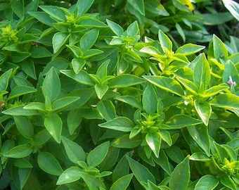 100+ Zaden- Spicy Globe Basil Seeds-Heirloom Variety-Spicy Heirloom-G042- Ocimum Basilicum