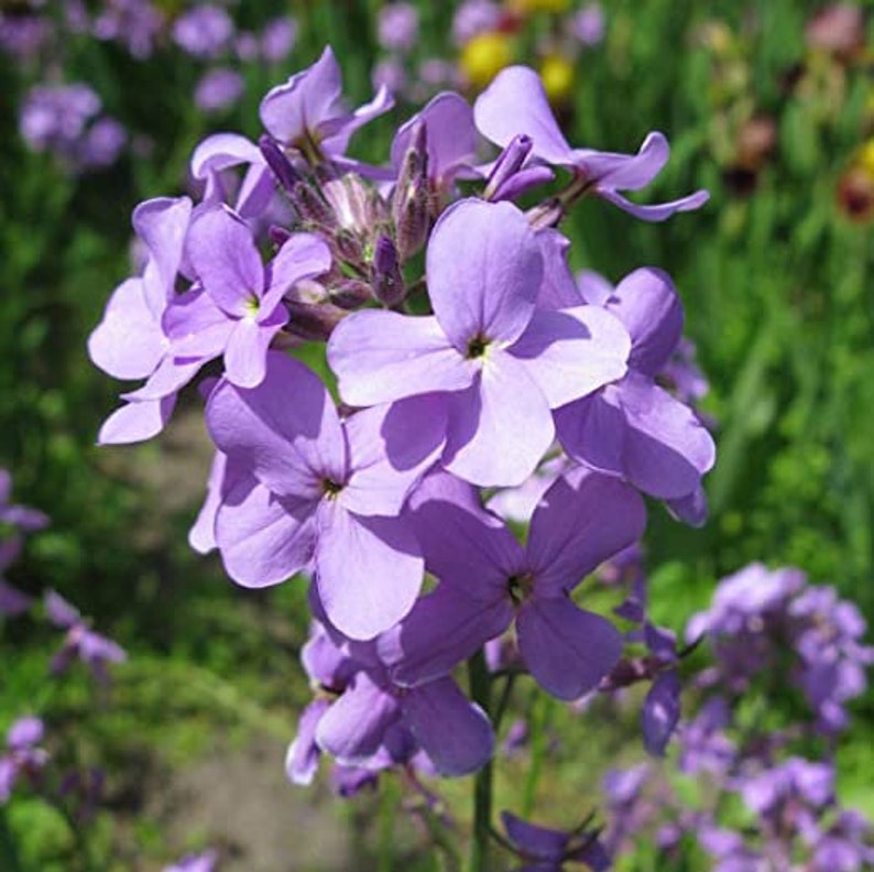 200 Pcs Stocks Night Scented Flower Mix Seeds Matthiola Bicornis-B261 image 2