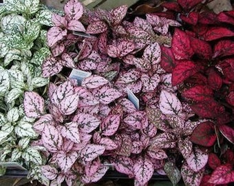 20+ Splash Mix Hypoestes Flower Seeds-Hypoestes Phyllostachya - Polka Dot Plant-Select Mix Foliage- Awesome Beauty- B385