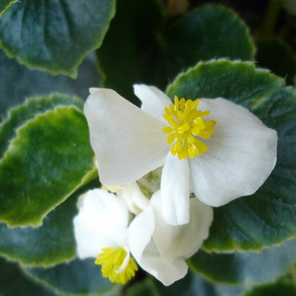 50+ weiße WachsBegonia Blumensamen- Begonia Semperflorens-B508