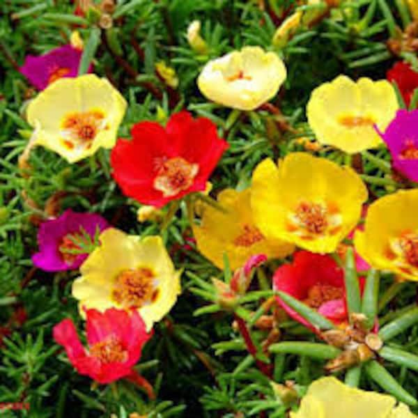 200+ Moosrose- Frische Blütensamen- Doppelmix PORTULACA GRANDIFLORA ---B014