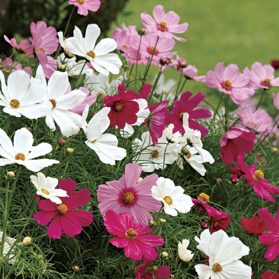 50 Beautiful Cosmos Early Sensation Single Mix Flower - Etsy Canada