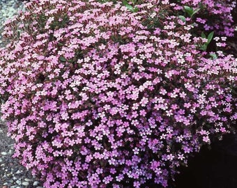 thumbnail image 2 of FEVERFEW SNOWBALL 200 SEEDS, TANACETUM PARTHENIUM FLORO PLENO 2 of 9