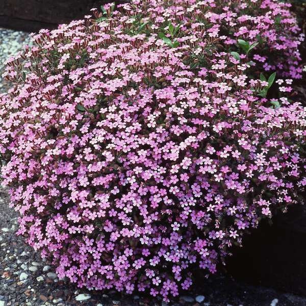 Más de 100 semillas de flores rosadas de Saponaria- Semillas de flores de jabonera de roca-Cubierta vegetal de rápido crecimiento perenne-Saponaria ocymoides-B430