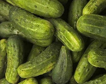 30+ Organic  Heirloom  Chicago Pickling  Cucumber Seeds- CUCUMIS SATIVUS- Non GMO----A075