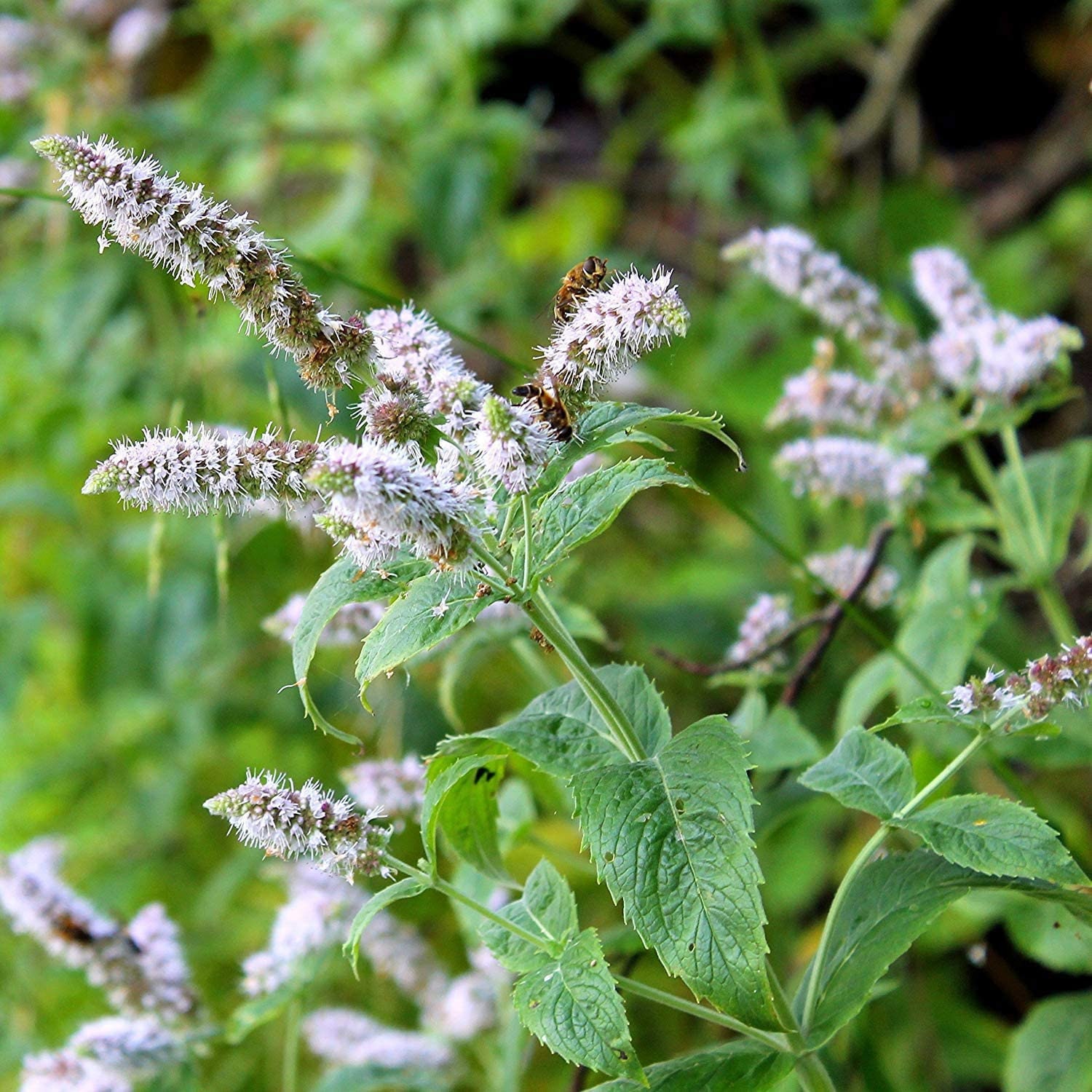 100 organic peppermint herb seeds mentha piperata with hot - etsy.de
