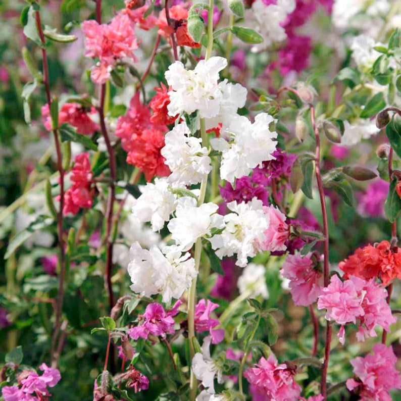 Elegant Clarkia 500 Seeds Clarkia elegans