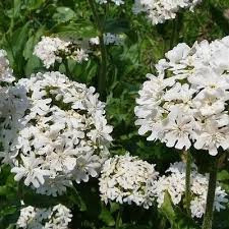200 Lychnis Viscaria White Flower Seeds-Viscaria Splendens-White Lychnis Viscaria-Snowstar Viscaria-Attracts Butterflies Perennial-B794 image 2