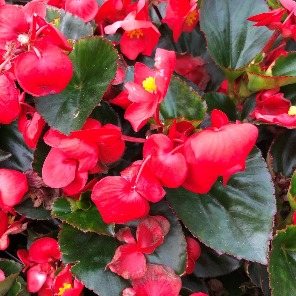 50 Wax Begonia Red Flower Seeds Begonia Semperflorens Etsy Canada