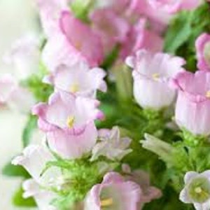 50 Rare Canterbury Bells Rose-Pink Flower Seeds-Campanula Medium-Cup and Saucer Rose-Pink Flower-Elegant Biennial Lovely Blooms-B454 image 5