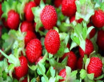 50+ Indian Strawberry Seeds-Duchesnea Indica-Mock strawberry-Tuttifrutti-Great for hanging over wall/Ground cover- GreatPerennial-D024