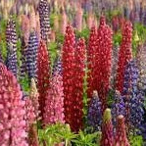 50+ Russell Hybrid Mix Seeds-B269-Excellent Perennial-Lupinus polyphyllus-Absolutely Stunning and colorful Perennial!