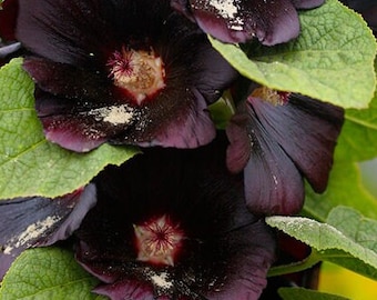 30+ Exotic Black Hollyhock Flower Seed-Nigra Hollyhock- Black Knight-Rare Black Watchman Flower- Alcea Rosa Nigra-B100