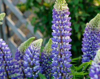 50+ Lupines Russell's  Blue Seeds-B664-Excellent Perennial.