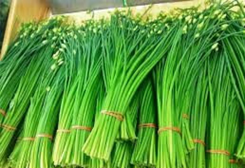50 Garlic Chives Seeds-Allium Tuberosum-Excellent Culinary Herb-G082-Powerful flavour image 6