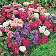 150 Seeds Giant Aster Mixed Colors organic easy to grow gift 150 Seeds Giant Aster Mixed Colors organic easy to grow gift