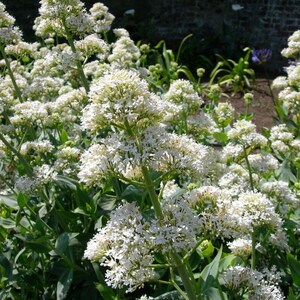 Op de afbeelding: Een close-up van witte bloemen met kleine, dicht opeengepakte bloesems. De bloemen staan in volle bloei, met groene stelen en bladeren. De achtergrond is een vage weergave van een bakstenen muur en andere vegetatie.