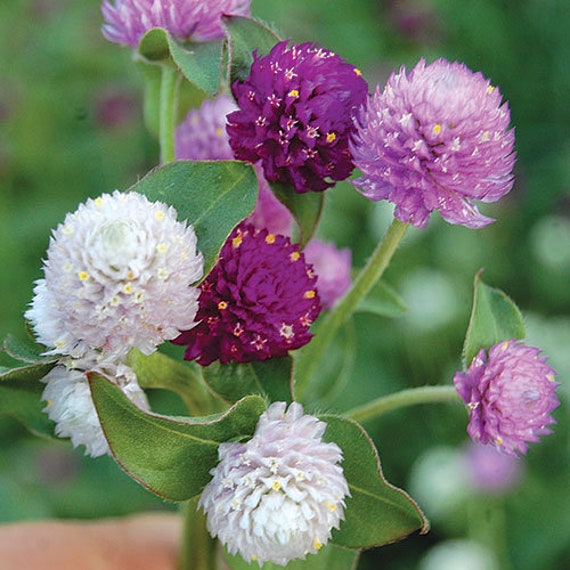 Globe Amaranth С†РІРµС‚РѕРє