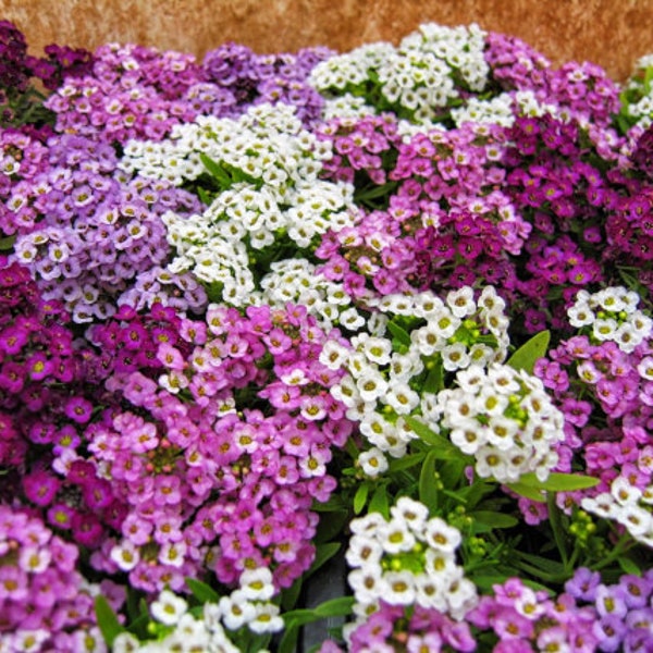 100+ Alyssum Mix bloemzaden- Sweet Lobularia Maritima Strain- Mooie Mix --- B163