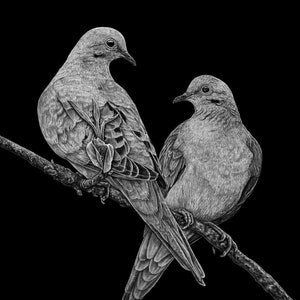 Mourning Doves 8.5x11 Print