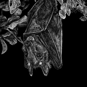 Bat 5x7 Print