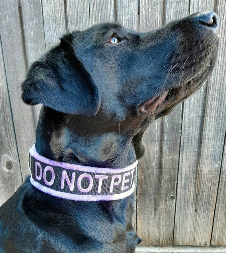 Do Not Pet Collar Service Dog Gear Emotional Support Animal Etsy
