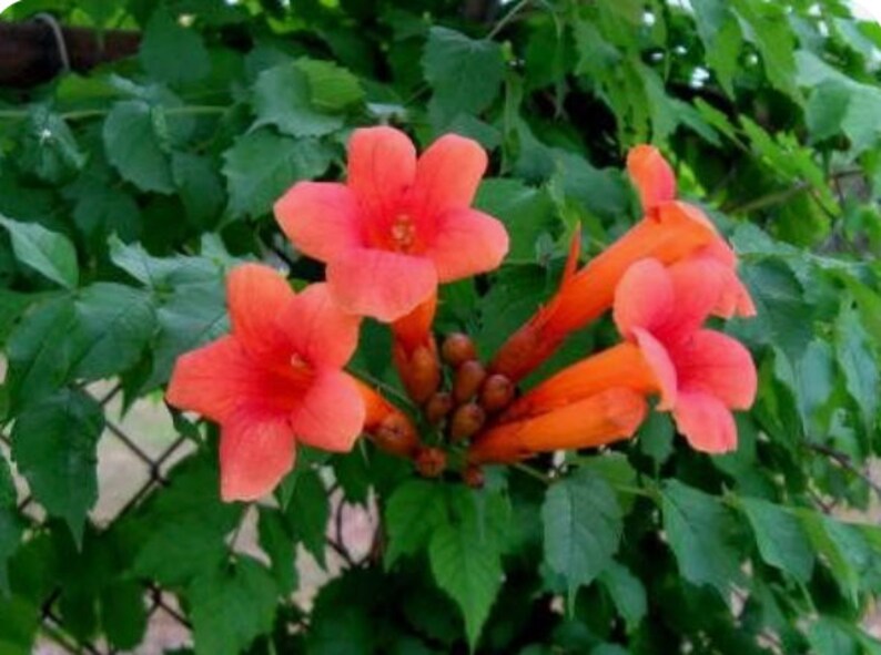 Trumpet vine seed pods natural New Mexico 50 Etsy