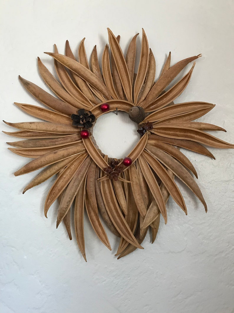 Trumpet Vine Seed Pods Natural New Mexico 50 Etsy