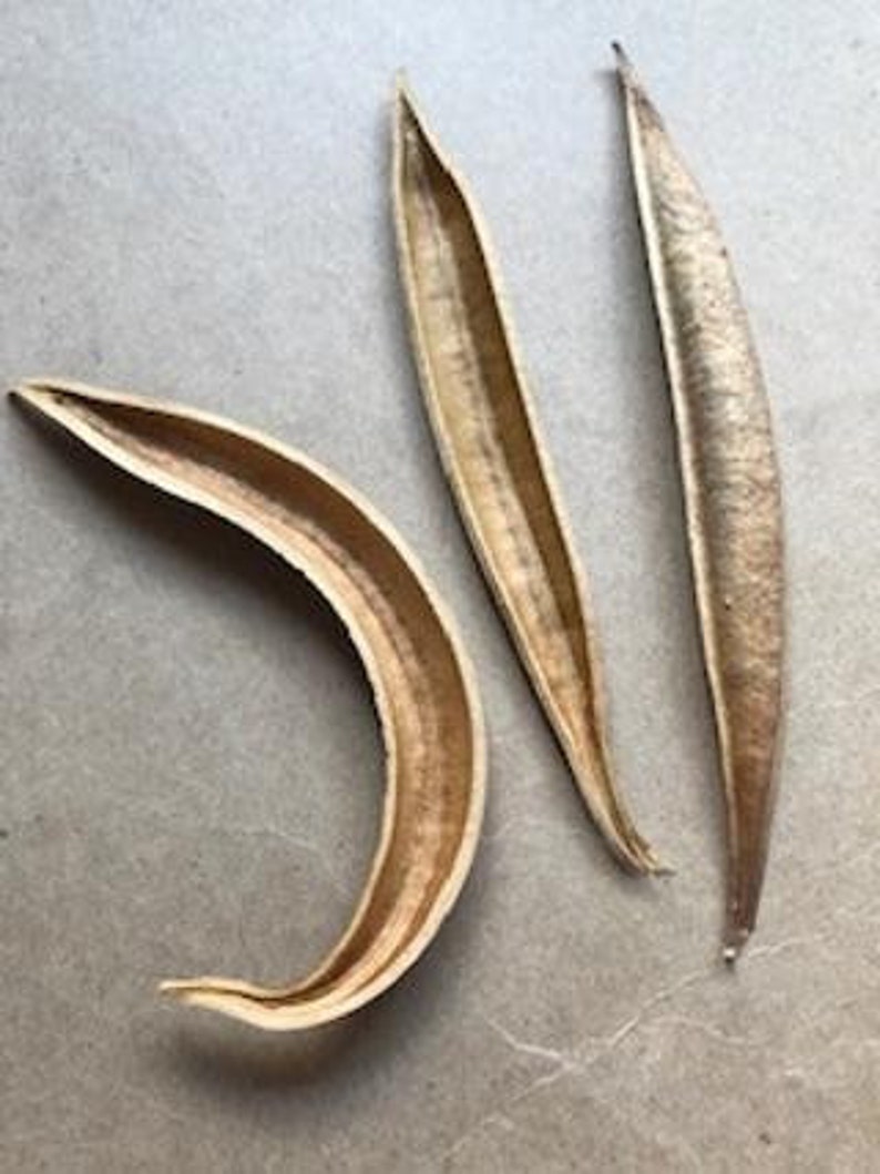 Trumpet vine seed pods natural New Mexico 50 Etsy